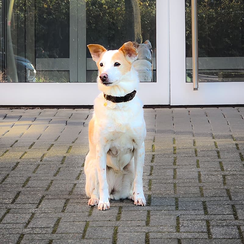 Der Kanzleihund sitzt vor dem Eingang